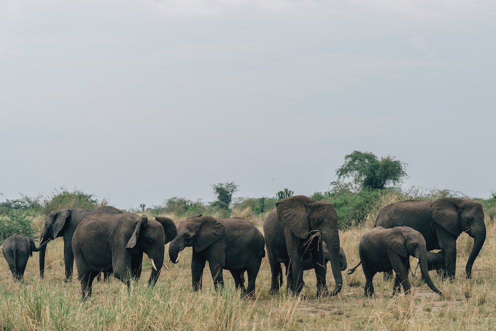 Elephants in Queen Elizabeth National Park | Best African Honeymoon Destinations