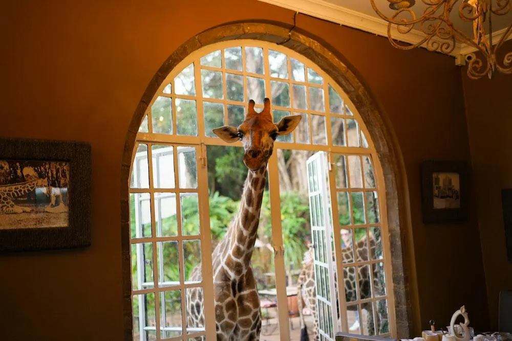 Giraffe Manor at breakfast with a giraffe poking through the open window