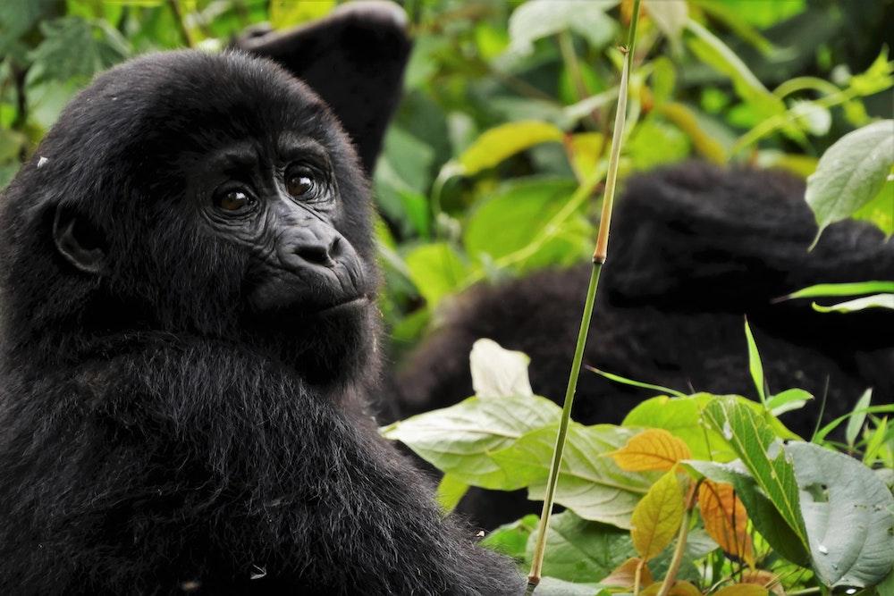 Gorillas in the forest at Bwindi Impenetrable National Park