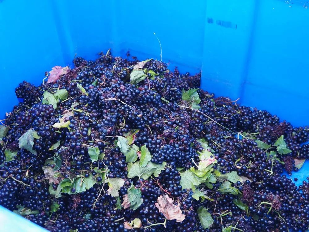 Grapes at the harvest at Forge Cellars