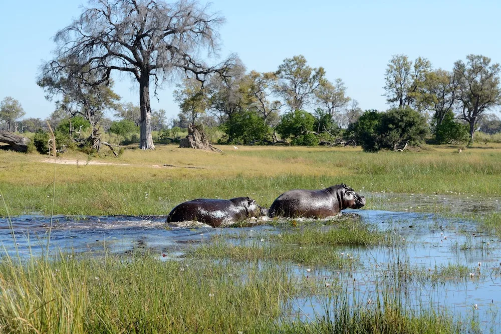 Hippos in the water at the Okavango Delta