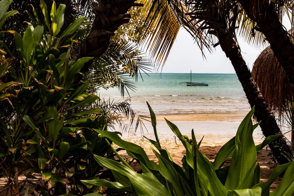 Jungle leading to the beach in Mozambique