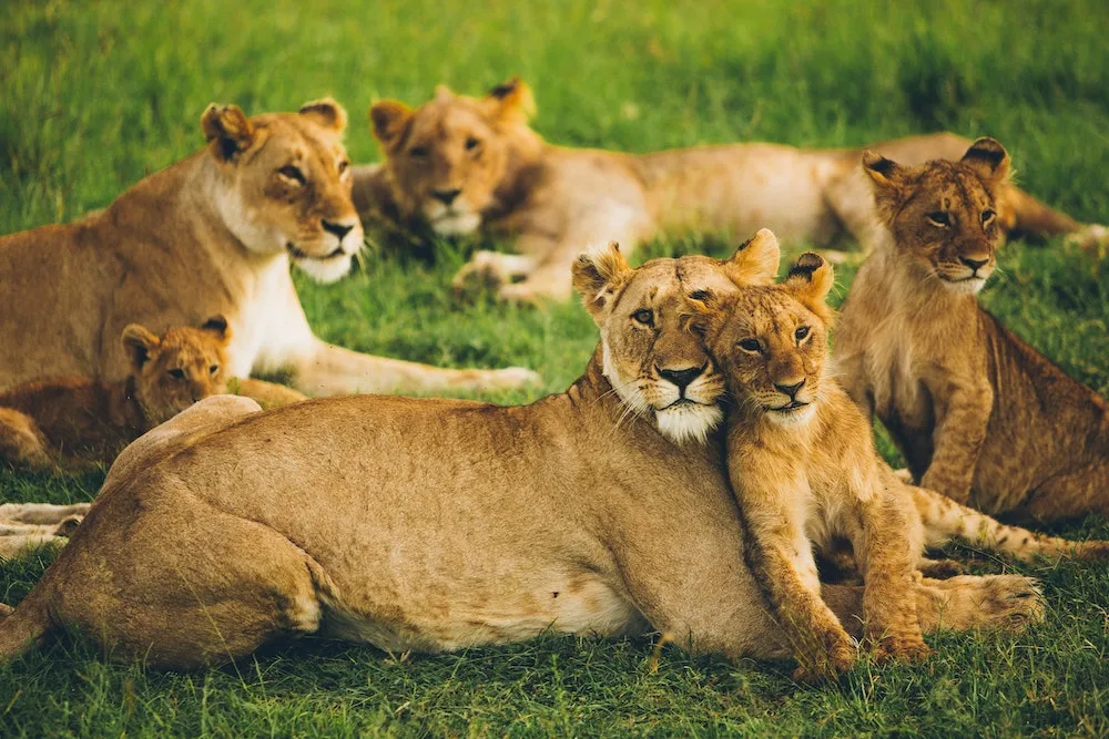 Lion family gathered together in the Maasai Mara