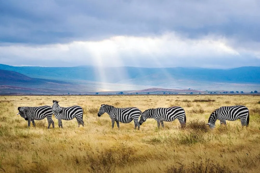 Zebras in the Ngorongoro Crater, Tanzania