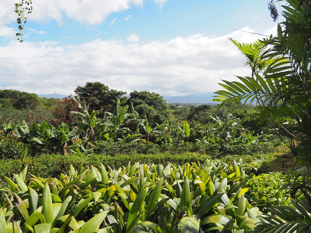 10 Days in Costa Rica | garden at Finca Rosa Blanca