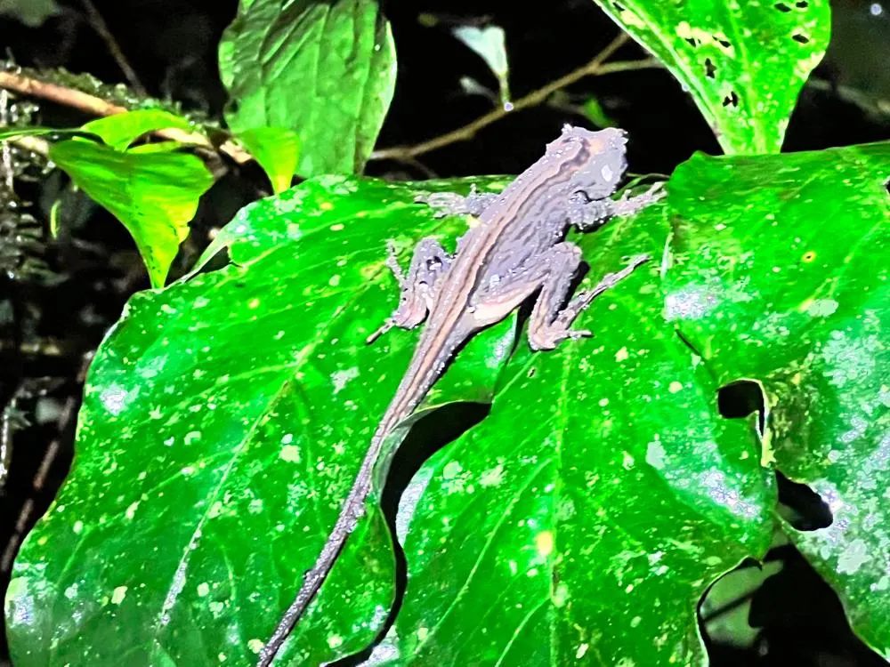 Anole sleeping on a leaf on a night hike