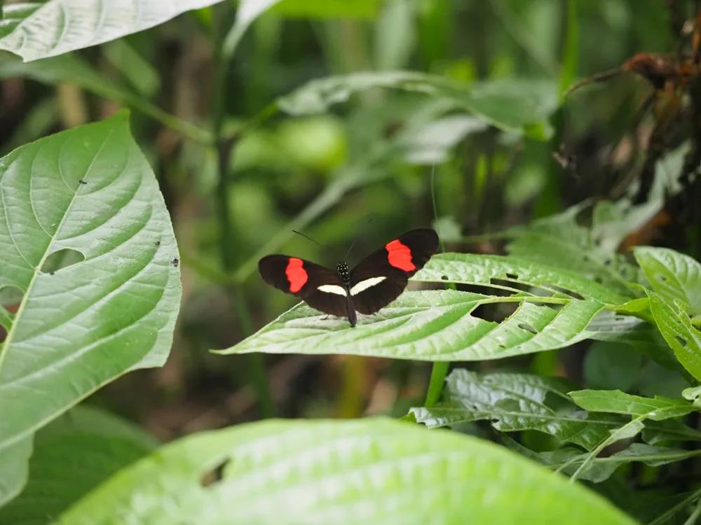 Butterfly resting on a leaf