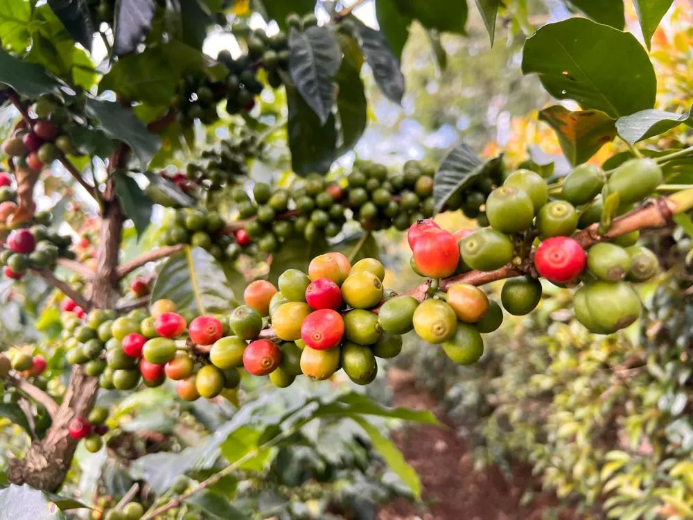 Close up of coffee cherries in the Central Valley of Costa Rica