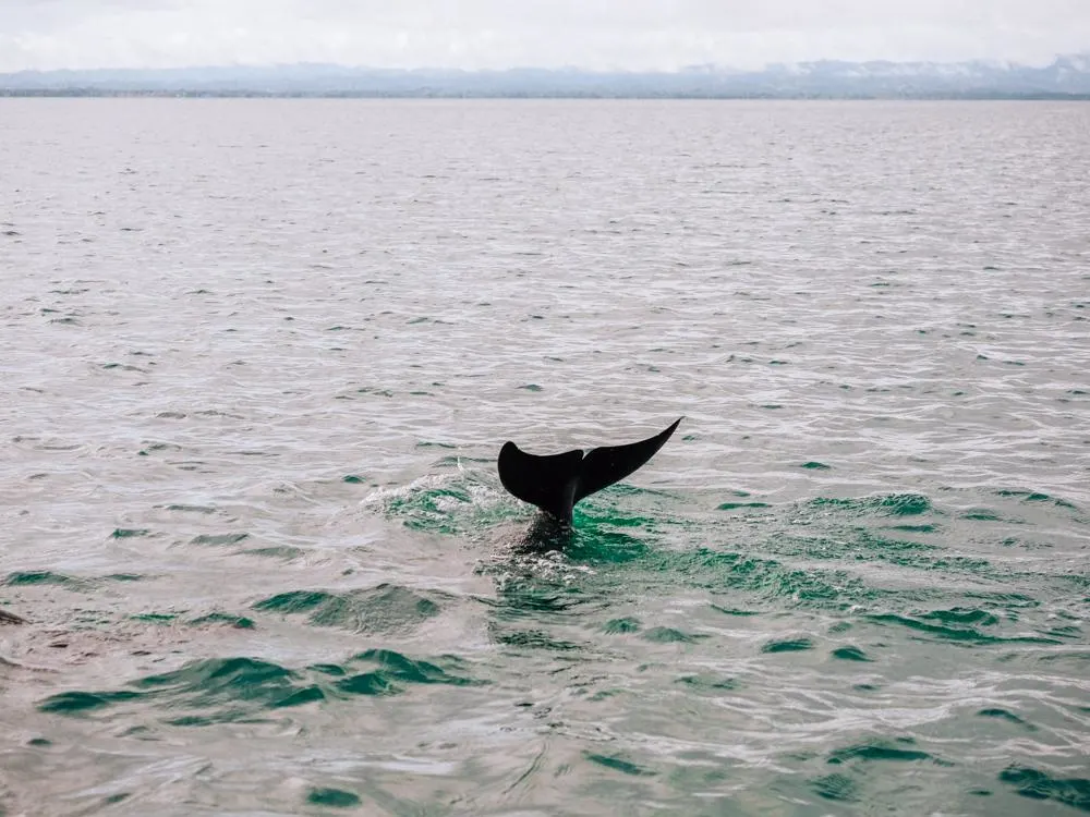 Dolphin tail in the air in the Golfo Dulce