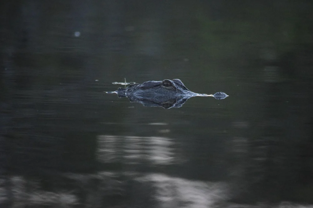 Everglades National Park