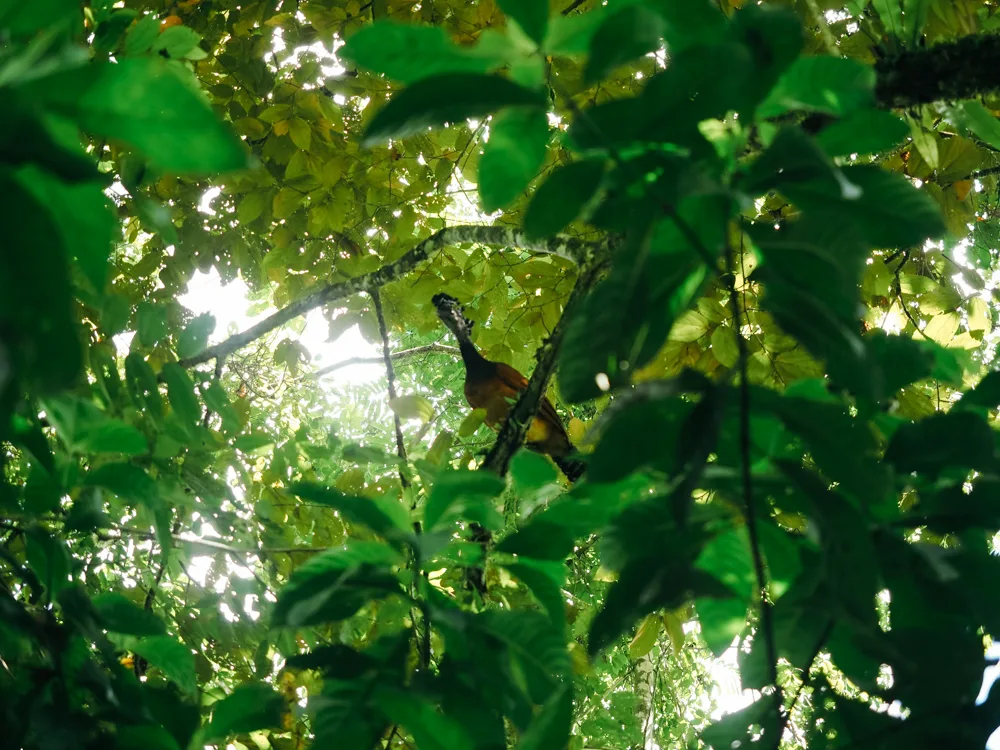 Great curassow in a tree