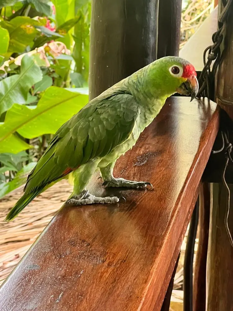 Green parrot at Playa Nicuesa Rainforest Lodge