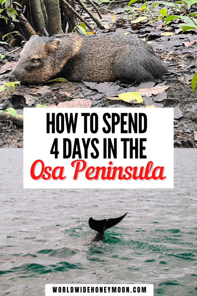 How to Spend 4 Days in the Osa Peninsula