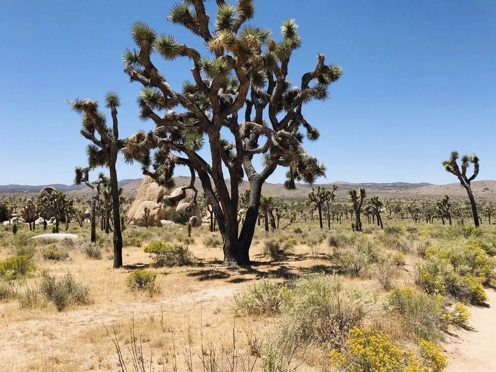 Joshua Tree