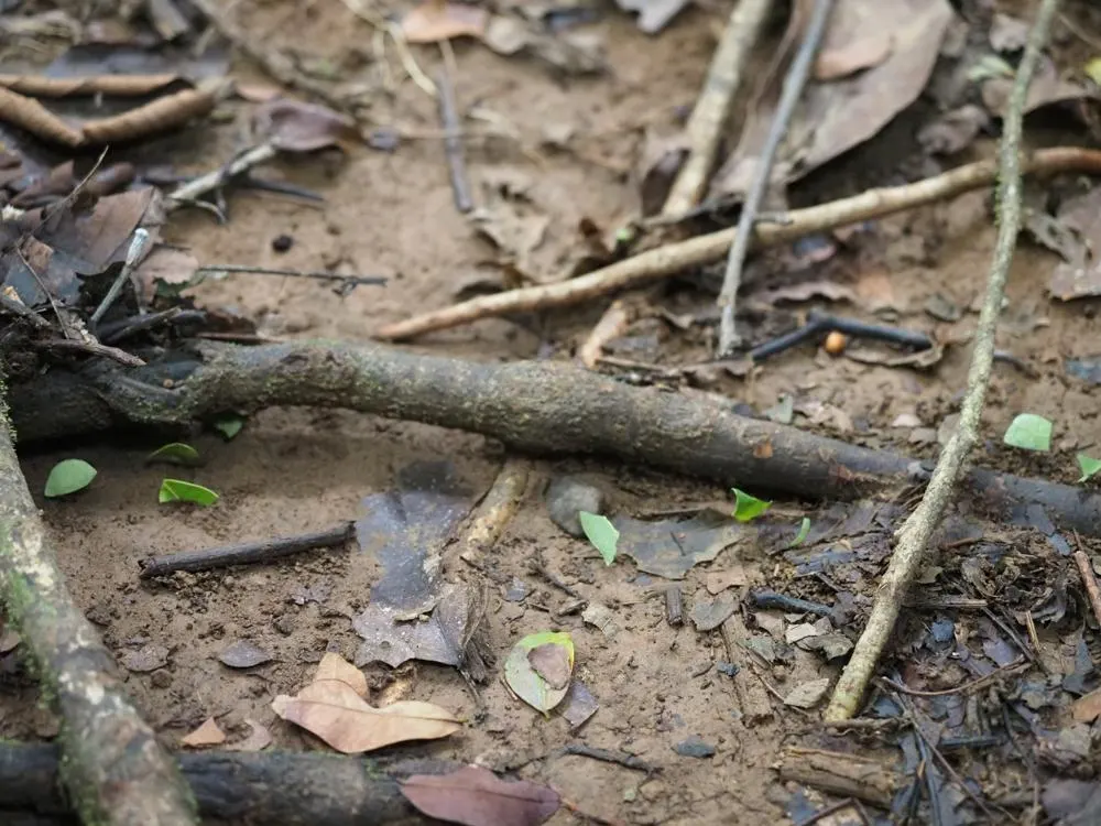 Leaf cutter ants in the forest