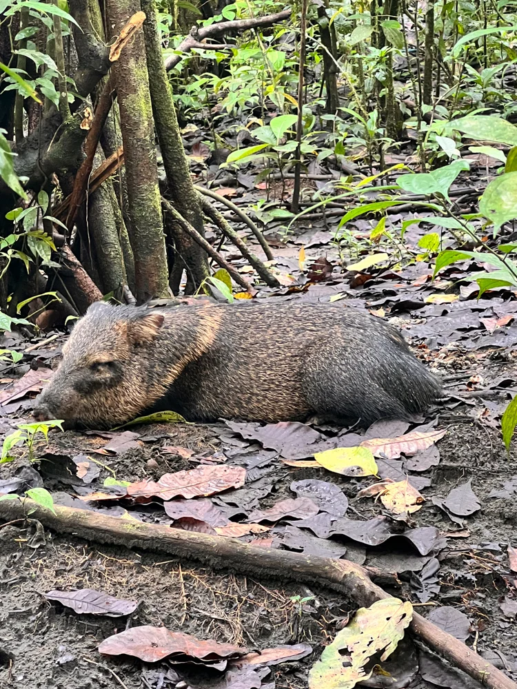 Peccary in the Osa Peninsula