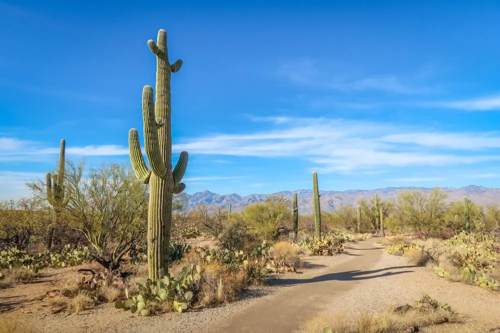 Saguaro-National-Park-1