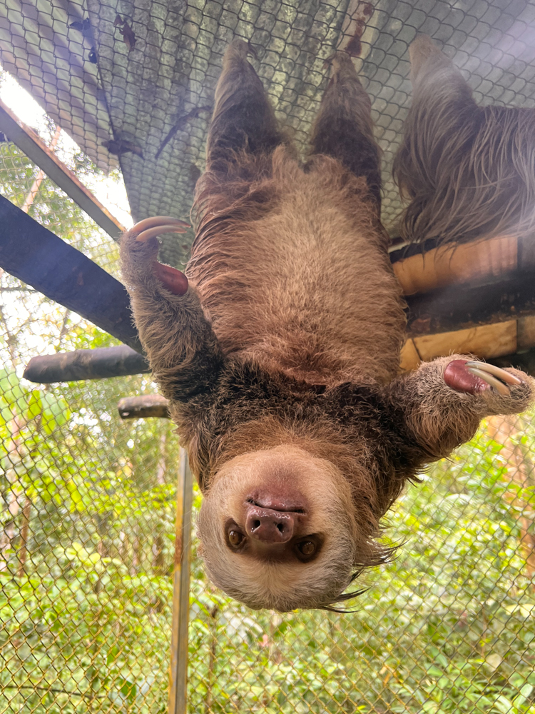 Sloth hanging upside down at a wildlife reserve