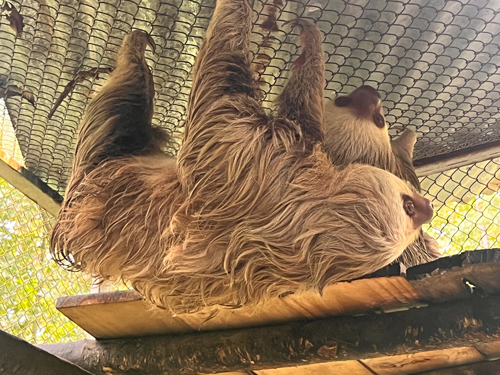 Sloths at a wildlife sanctuary in the Golfo Dulce