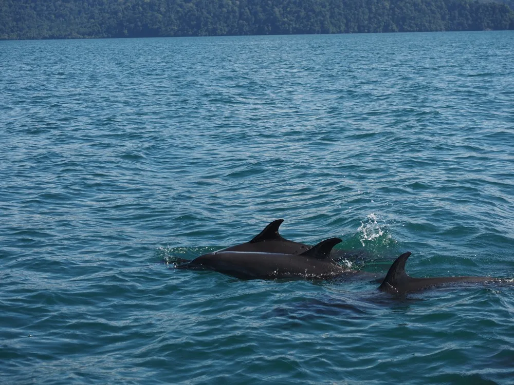 Three dolphins swimming in the Golfo Dulce