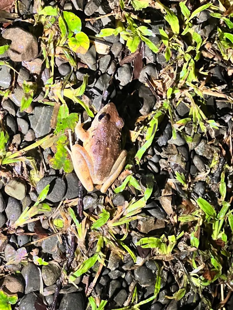 Toad on a night hike at Playa Nicuesa Rainforest Lodge