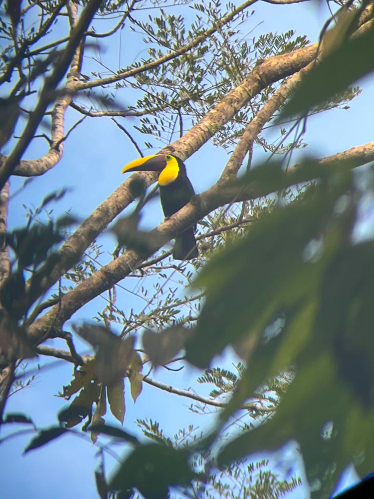 Toucan in a tree in the Osa Peninsula Rainforest