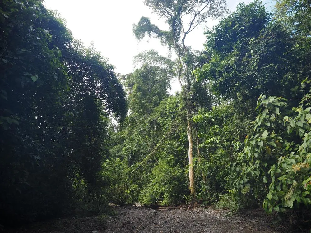 Trail along dry riverbed in Costa Rica