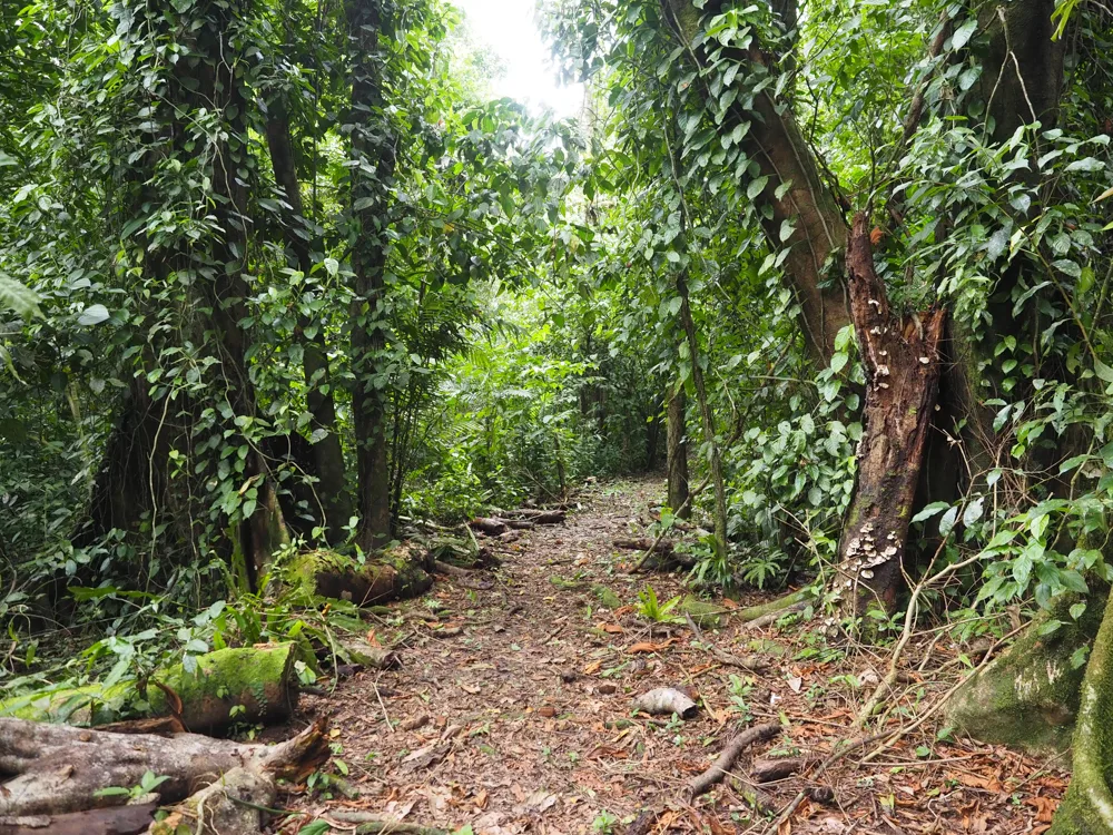 Trails in the jungle at Playa Nicuesa Rainforest Lodge