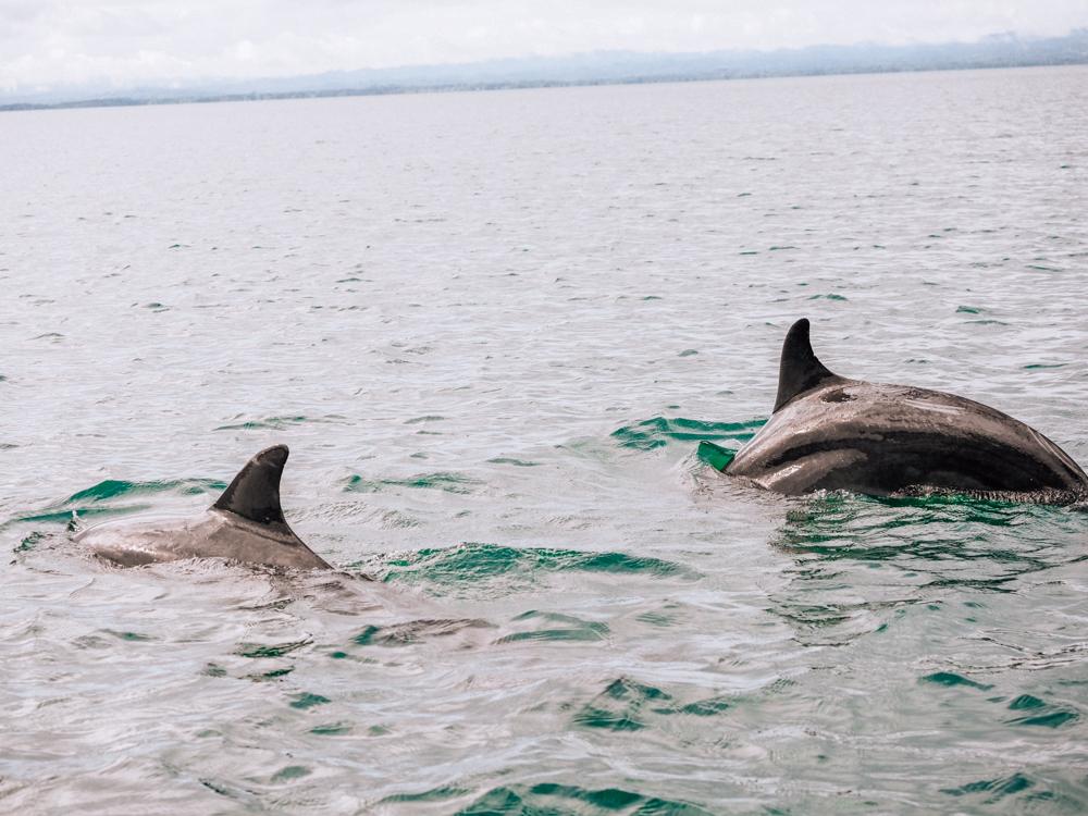 Two dolphins swimming in the Golfo Dulce in the Osa Peninsula