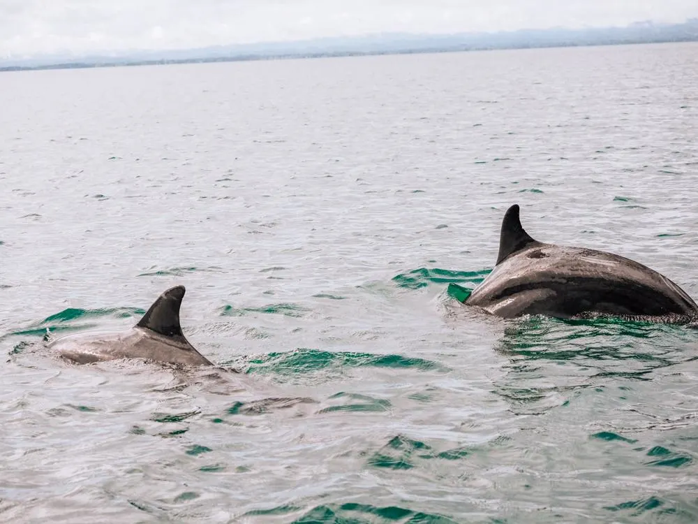 Two dolphins swimming in the Golfo Dulce in the Osa Peninsula