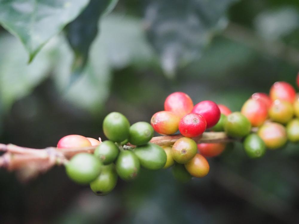 Up close view of coffee beans