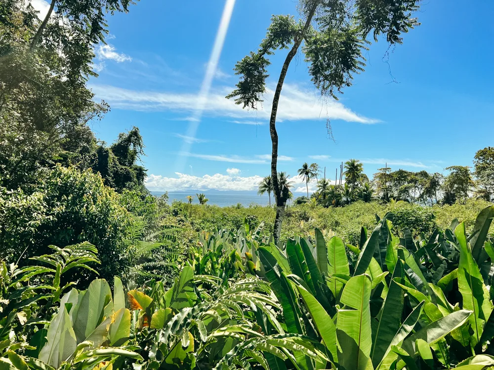 Views from the lodge at Playa Nicuesa Rainforest Lodge