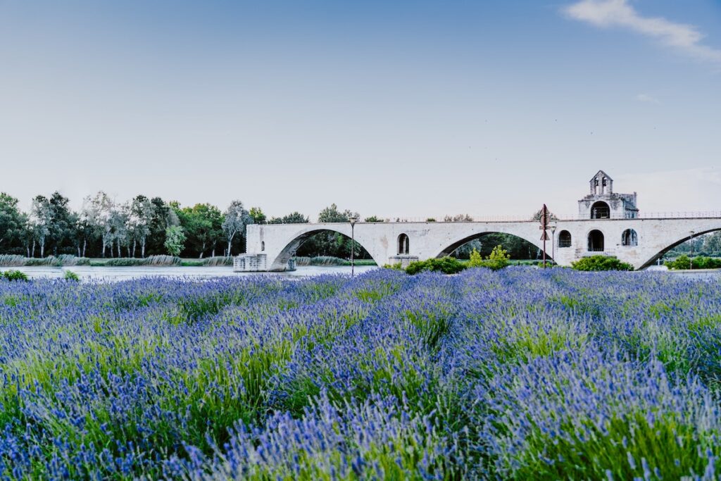 Lavender fields Avignon