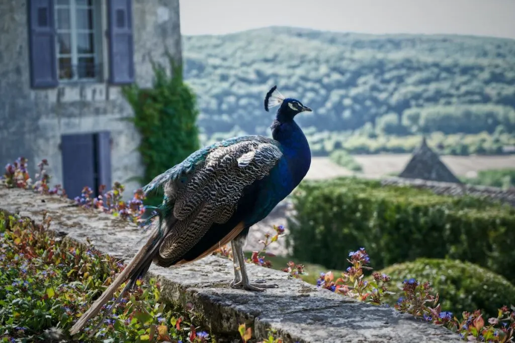 Peacock in Beynac-et-Cazenac