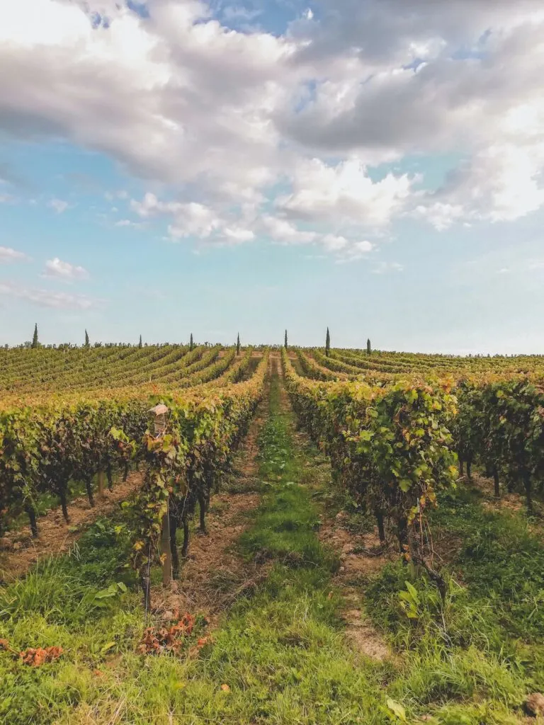 Vineyards of Bordeaux