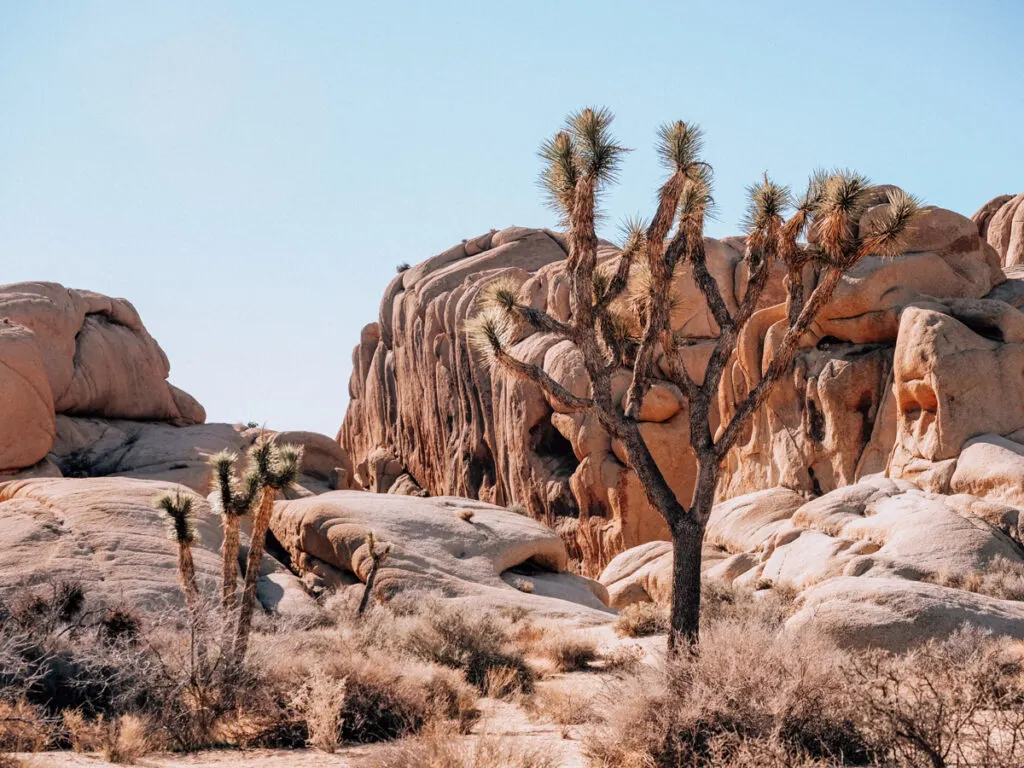 Joshua Tree hiking Trail | Romantic things to do in Joshua Tree