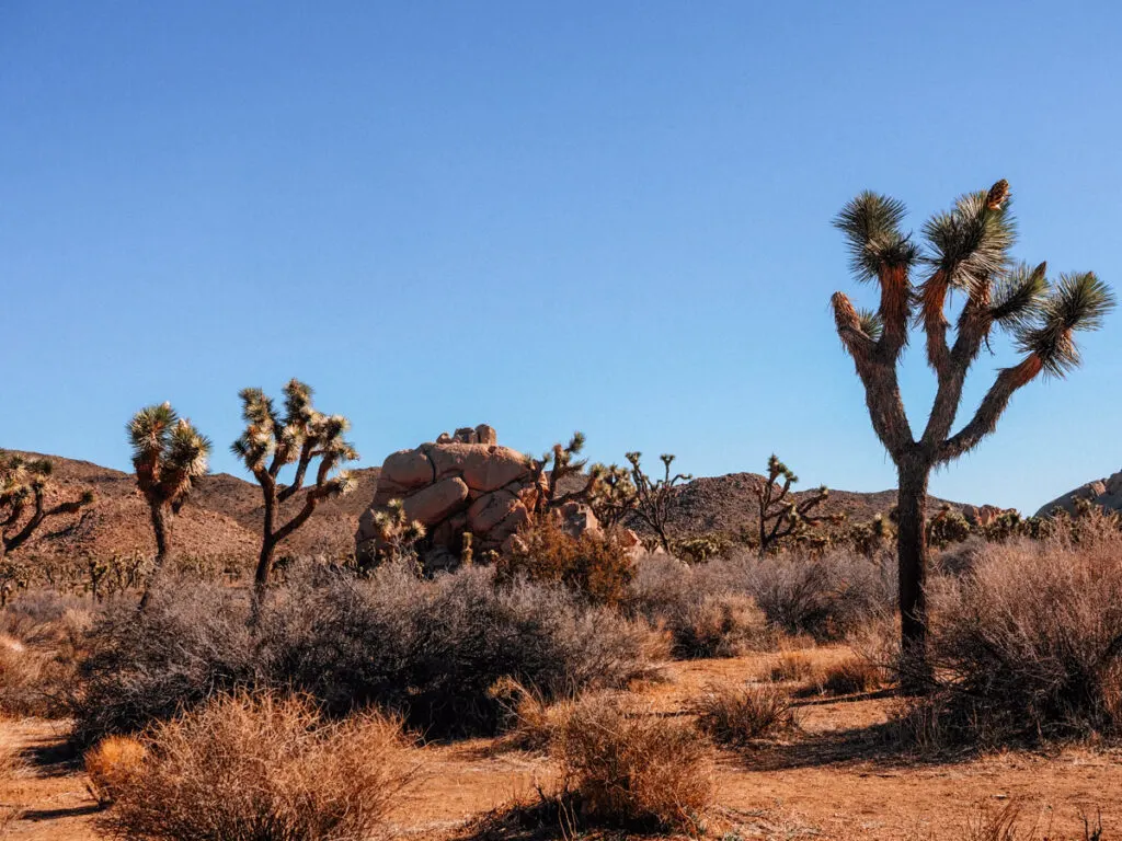 Joshua Trees in the afternoon sunlight