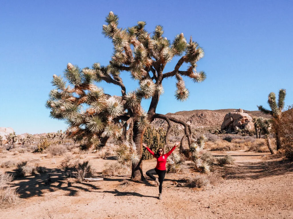 Kat doing tree pose in front of a Joshua Tree