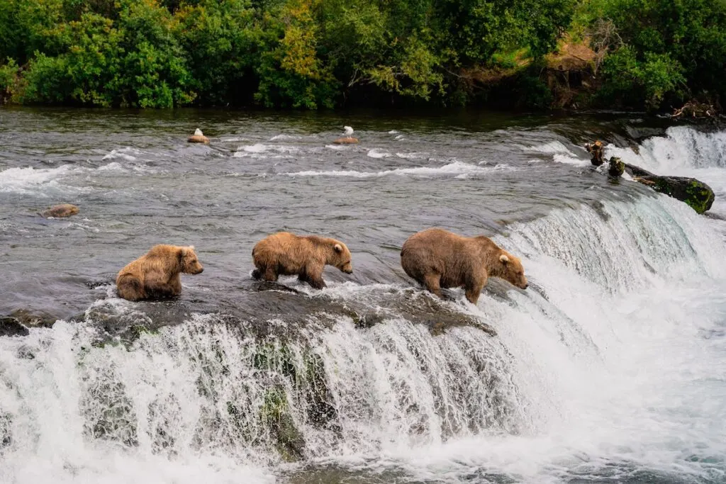 Katmai National Park