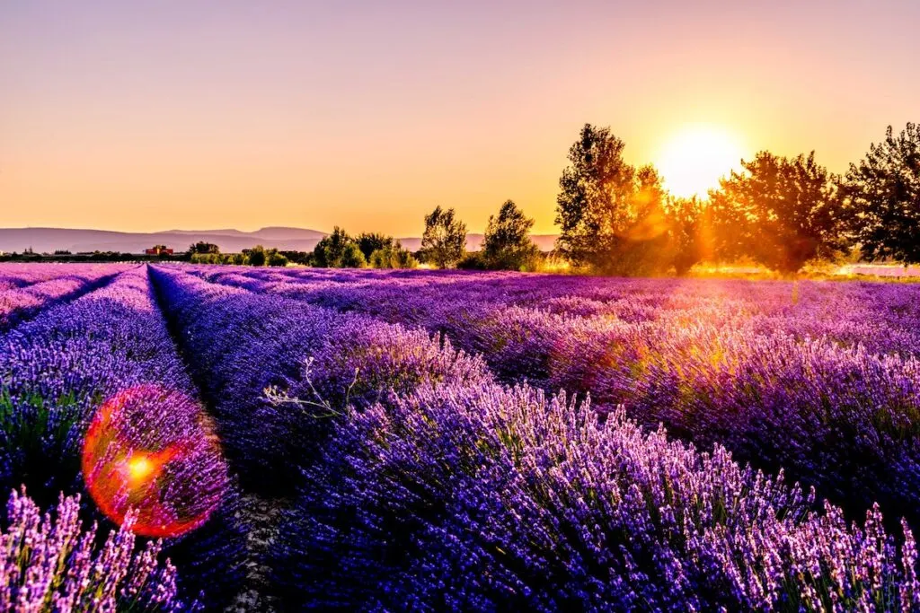 Lavender fields of Provence