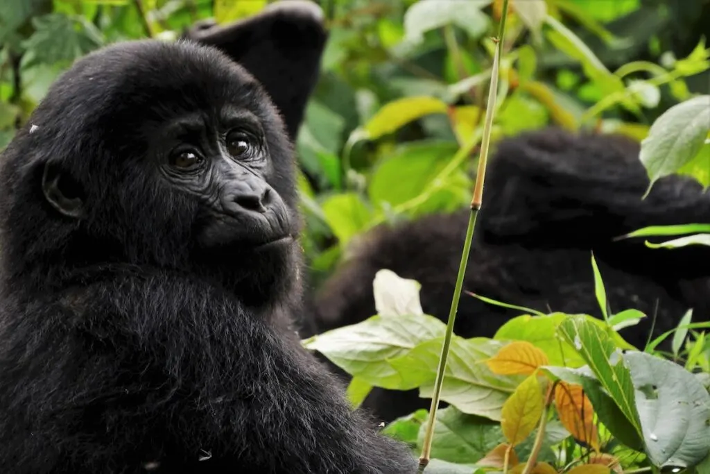 Mountain gorillas in Uganda