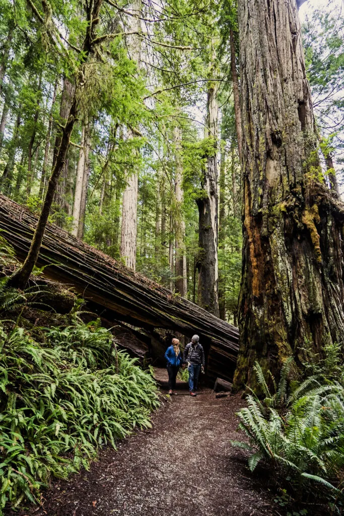 Redwoods- California Honeymoon Destinations