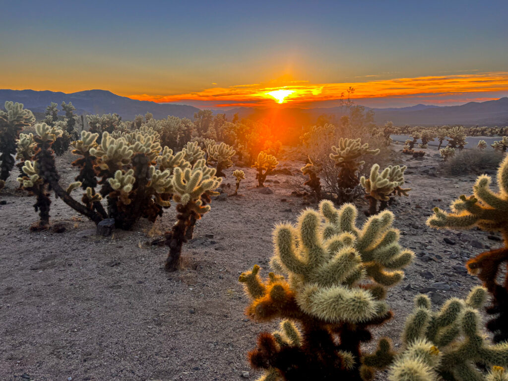 Sunrise over the Cholla Cactus Garden | Joshua Tree Honeymoon