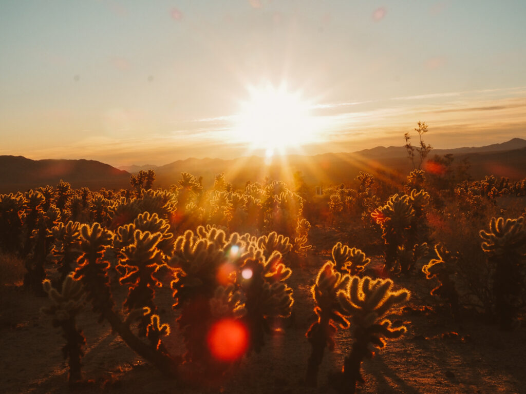 Sunrise over the Cholla Cactus Garden | Romantic things to do in Joshua Tree