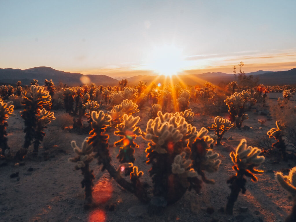 Sunrise over the cholla cacti
