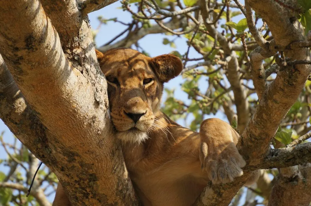 Tree climbing lions in Uganda