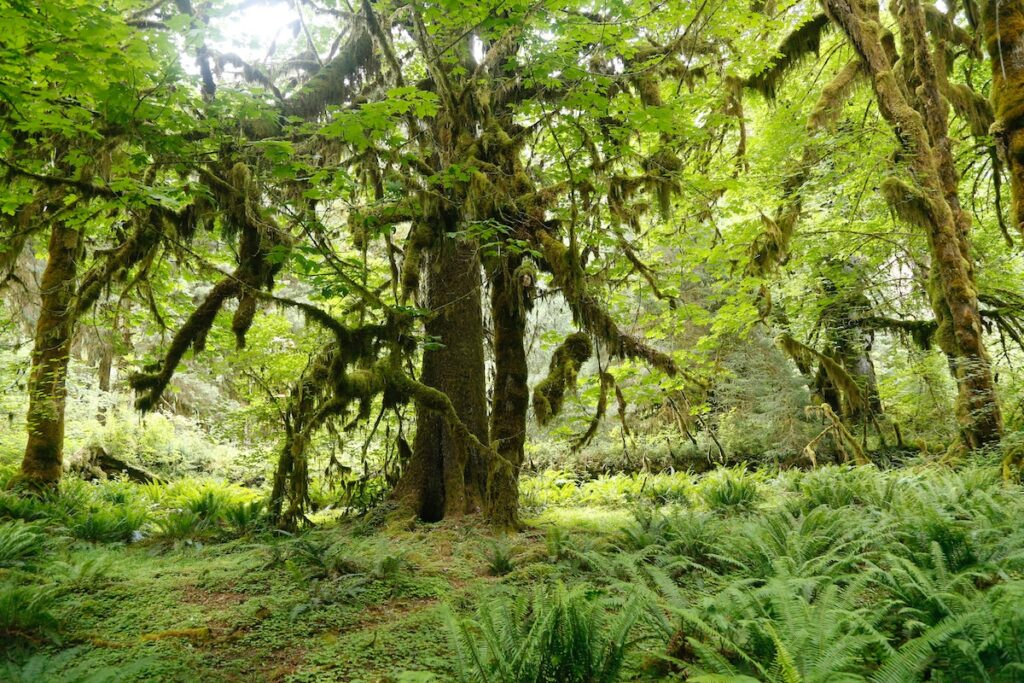 Hoh Rainforest in the Olympic Penninsula