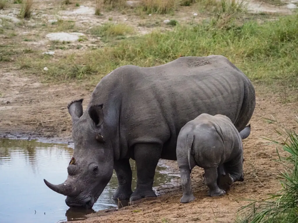 10 Days in South Africa | 2 rhinos