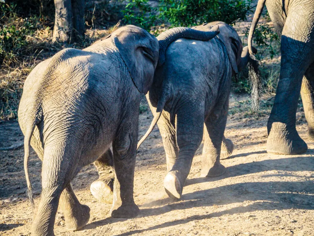 2 baby elephants