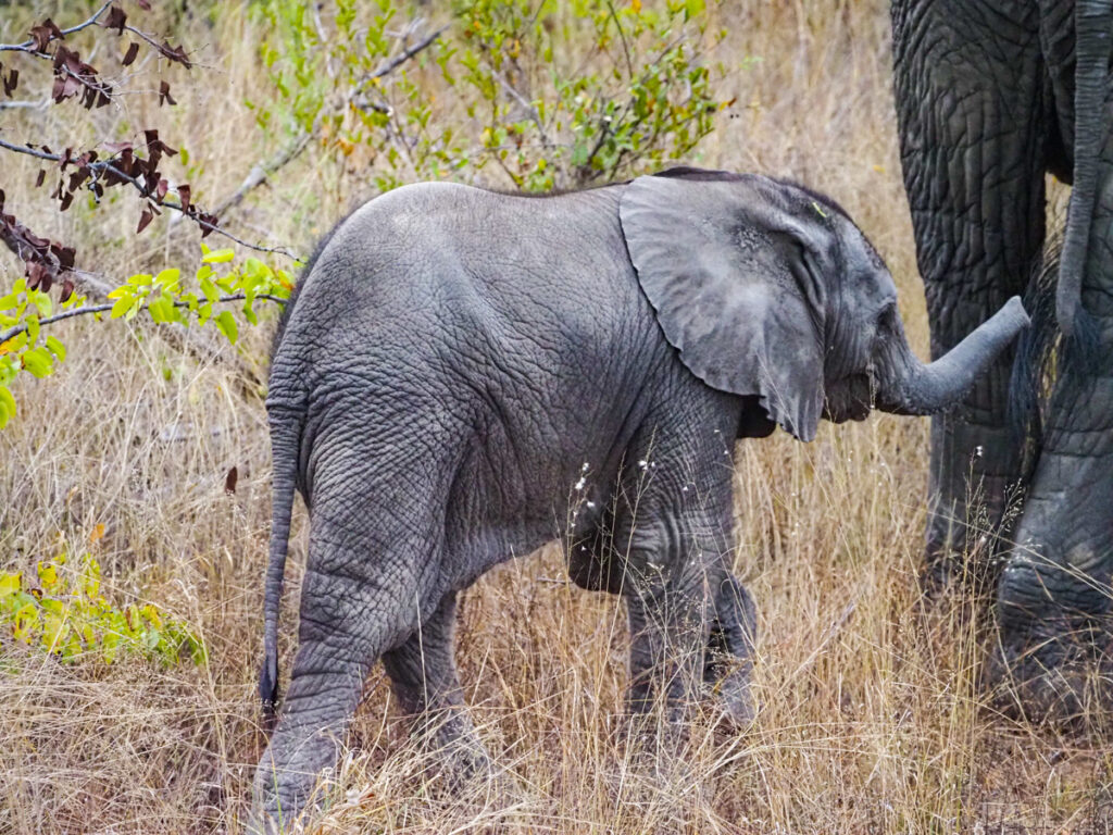 Baby elephant